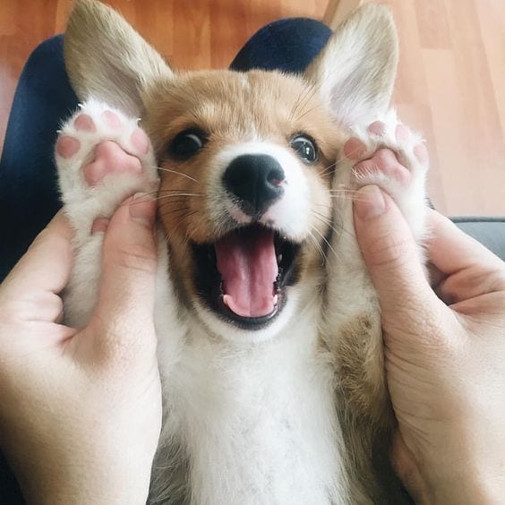 A happy corgi!