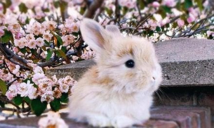 Cute bunny