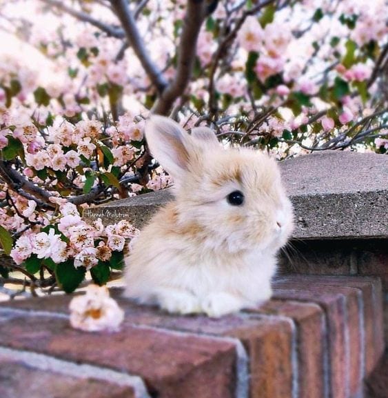 Cute bunny