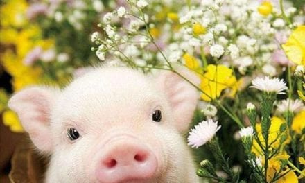 Piglet in flowers