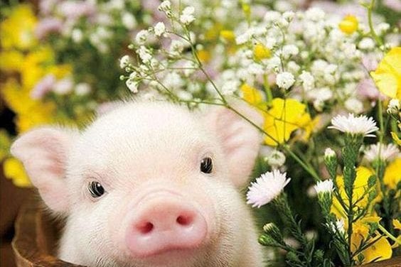 Piglet in flowers