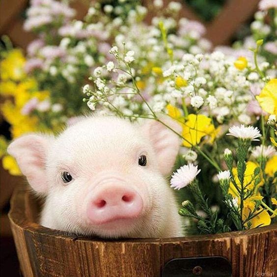 Piglet in flowers