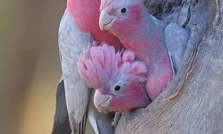 Pink parrot family