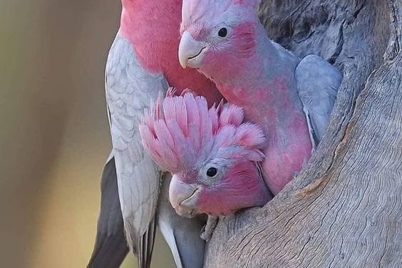 Pink parrot family