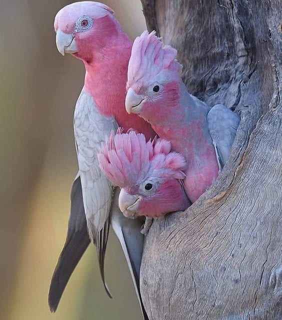 Pink parrot family