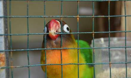 Top 8 Best Bird Carriers