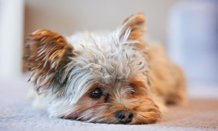 Dog Anxiety? — 7 Natural Remedies