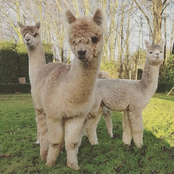 Alpaca family