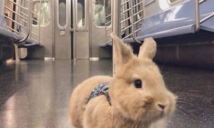 Bunny taking subway~