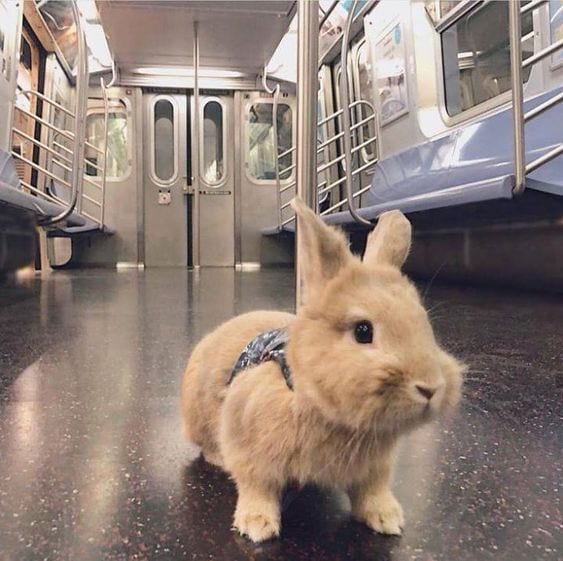 Bunny taking subway~