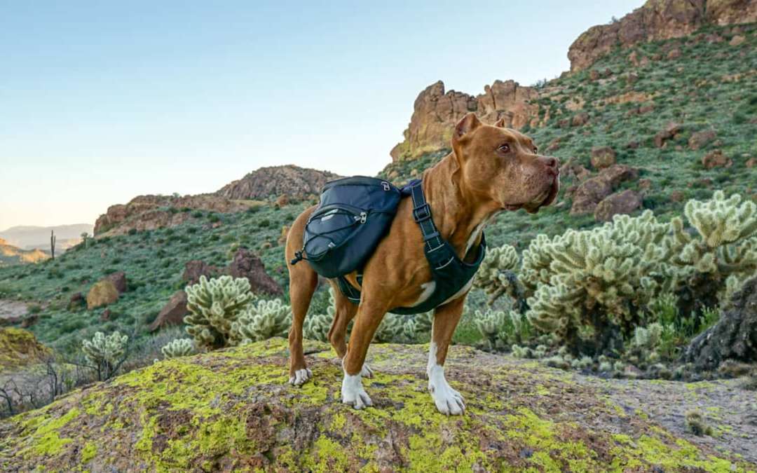 9 Best Backpacks for Dogs