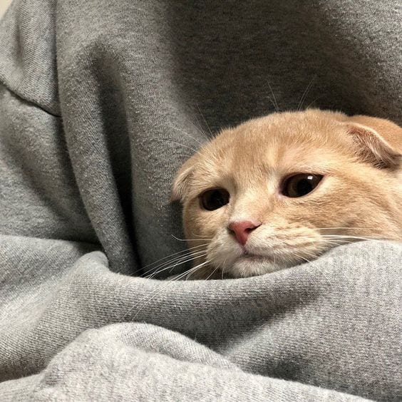 A little sad cat