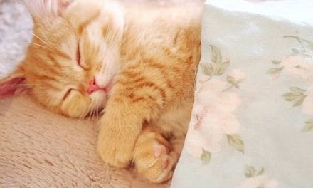 Kitten is having a sound sleep