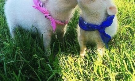 Cute piglets