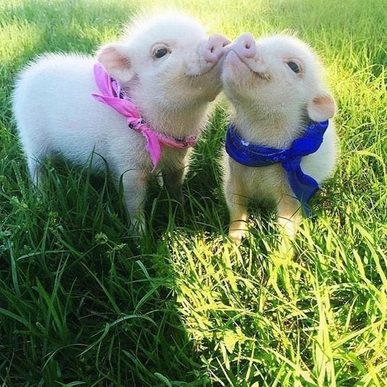 Cute piglets