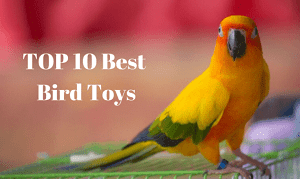 10 Best Bird Toys for Small to Medium Birds