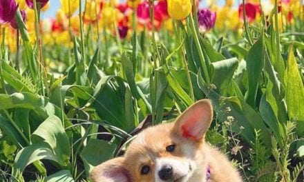 Corgi in flower