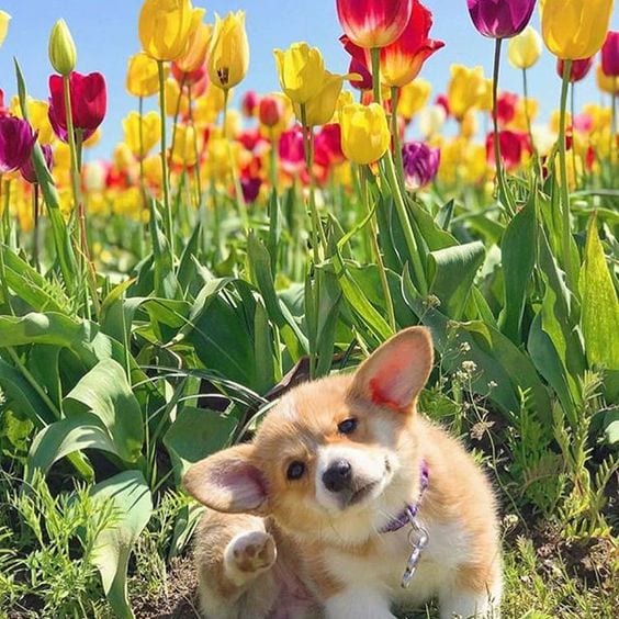 Corgi in flower