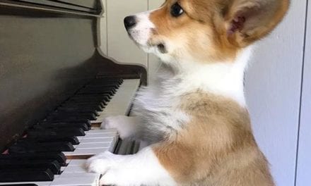 Corgi the pianist