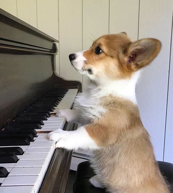 Corgi the pianist