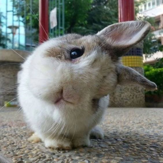 Delightful rabbit
