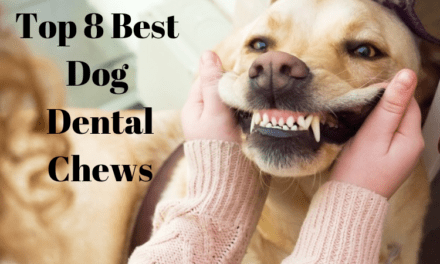 Top 8 Best Dog Dental Chews