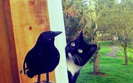 Cat curious about a fake raven