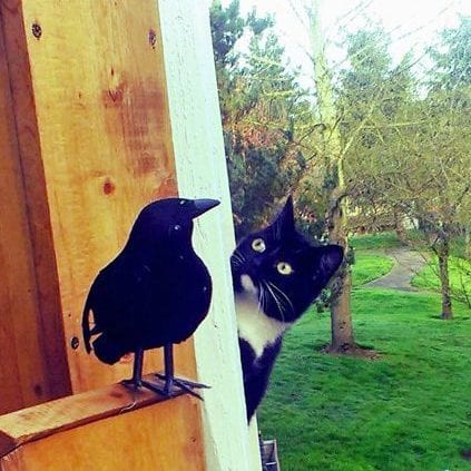 Cat curious about a fake raven