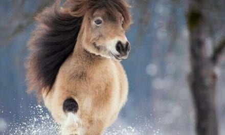 Just a happy horse
