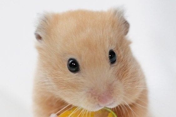 Nom nom nom