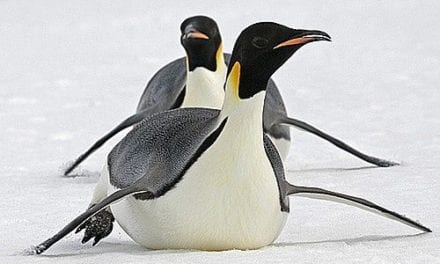 Penguins having fun