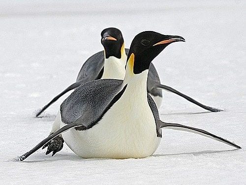 Penguins having fun