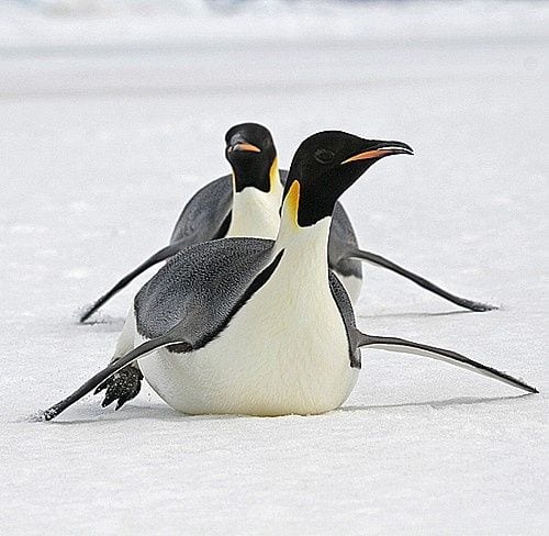 Penguins having fun