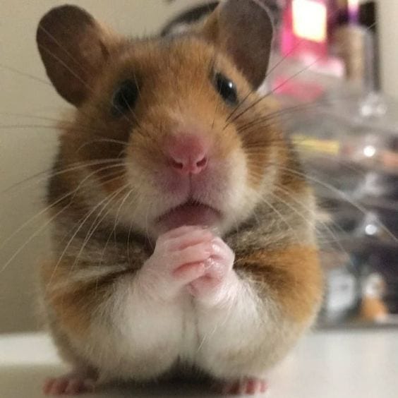 Snacks please!