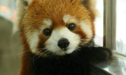 Red Panda