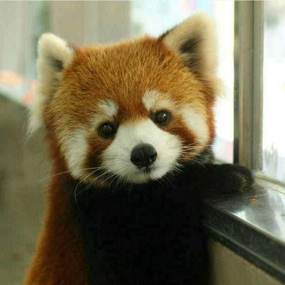 Red Panda