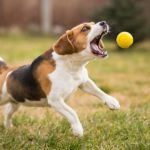 8 Best Dog Ball Fetcher —Automatic or Not