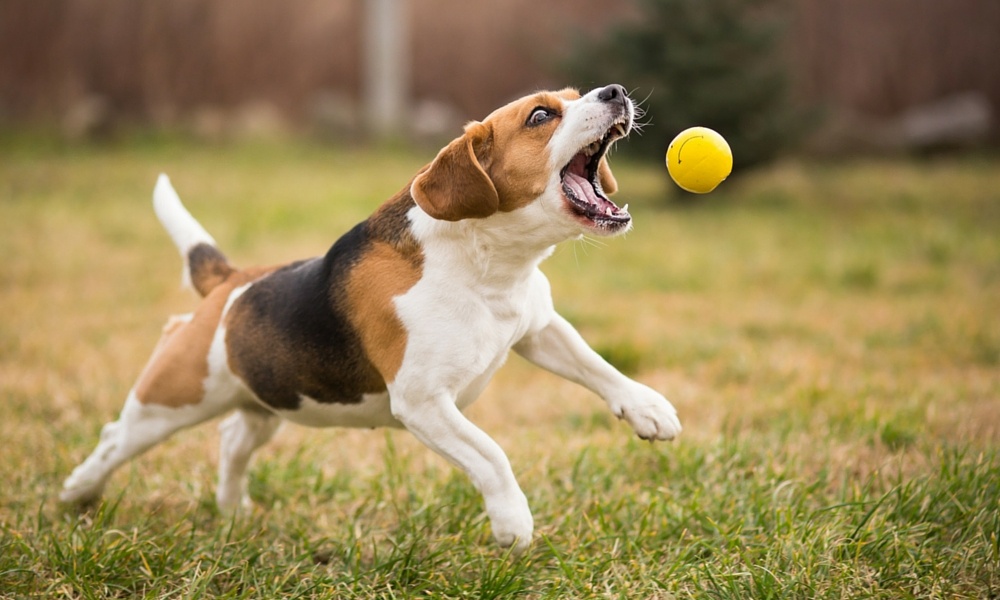 dog ball fetcher