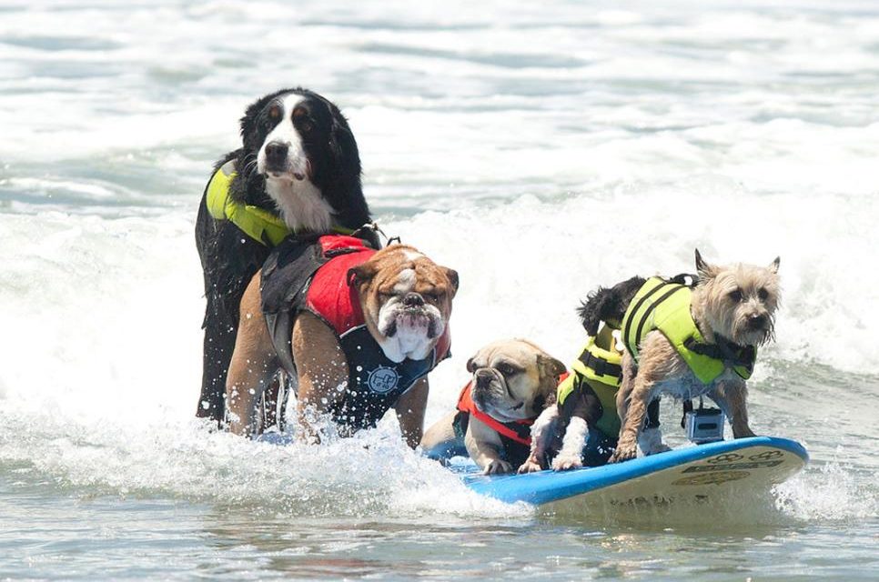 Awesome Animal Competitions Around the World