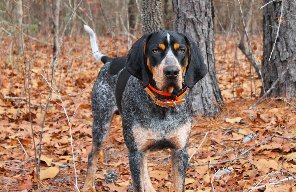 9 Best Dog Breeds for Hunting | Too Cute To Bear