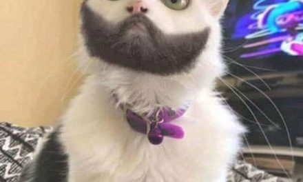 Cat with wonderful beard