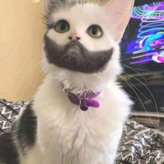 Cat with wonderful beard