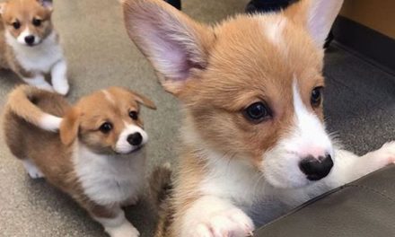 Cute Corgis~