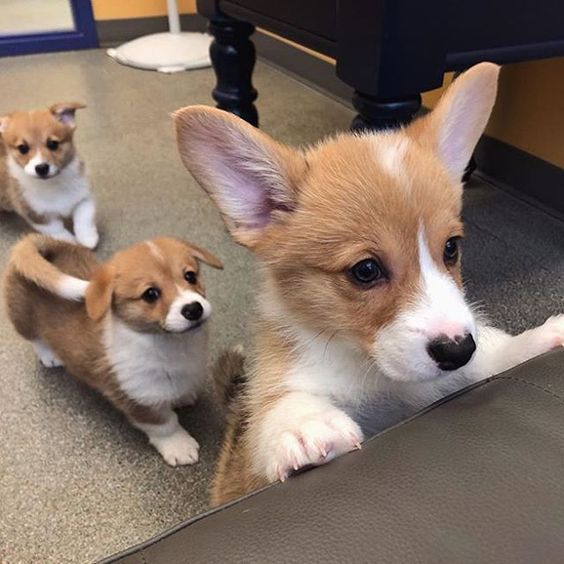 Cute Corgis~