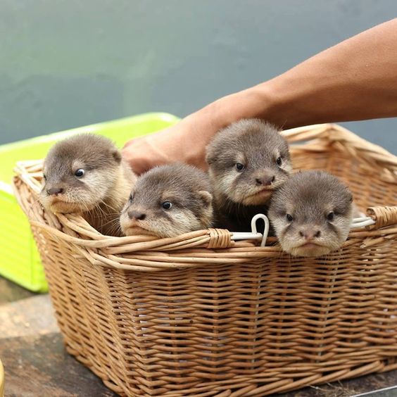 Gift basket, who wants?