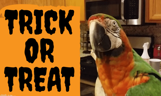 8 Best Natural Treats for Your Bird