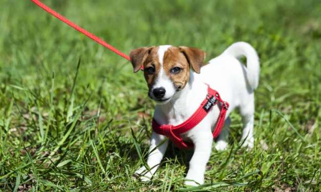 8 Best Dog Harness for a Easy Walk