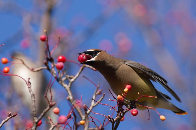 Complete List of Toxic and Safe Plants for Birds