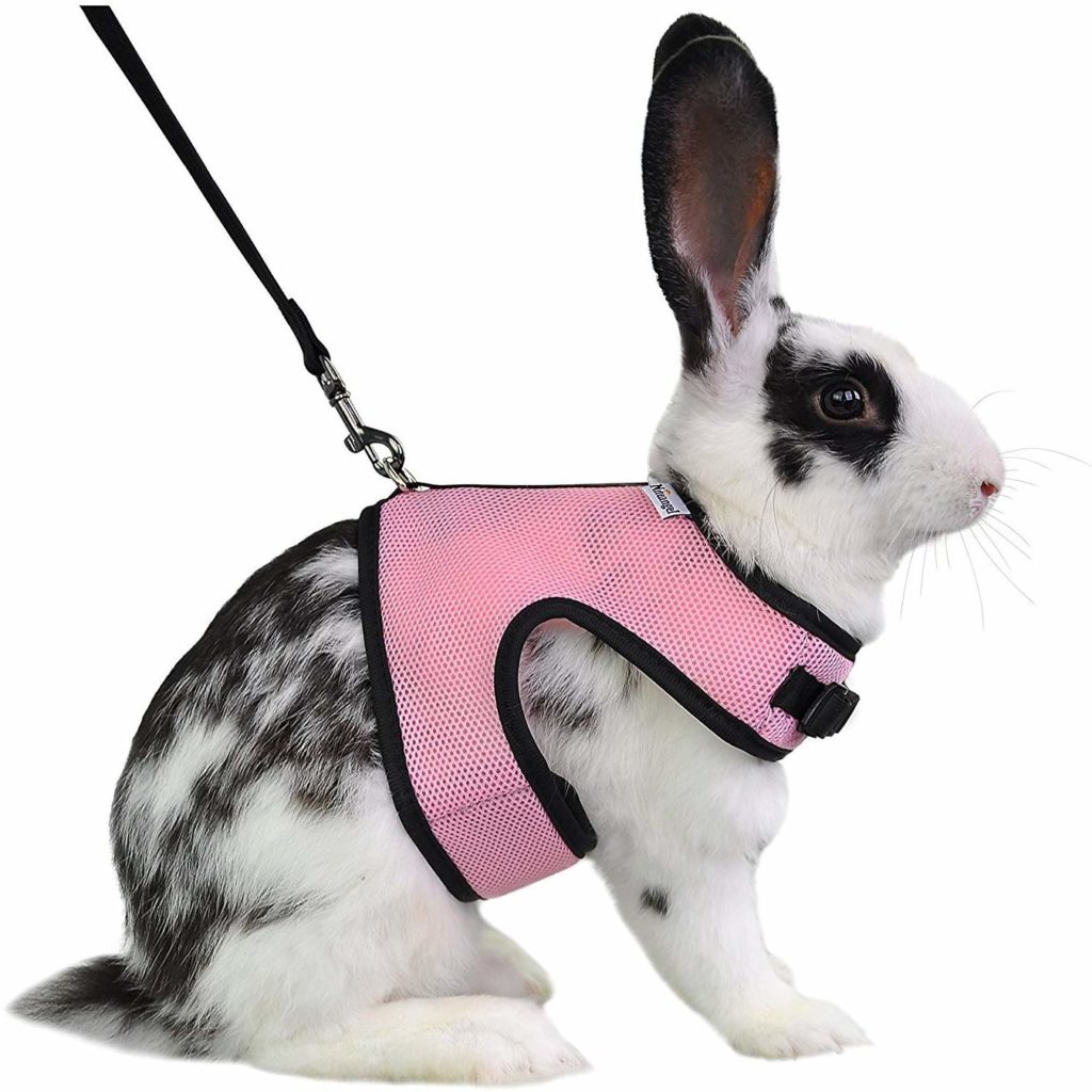 Bunny on a Leash, 5 Best Rabbit Harness Too Cute To Bear