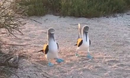 Blue Foot Booby